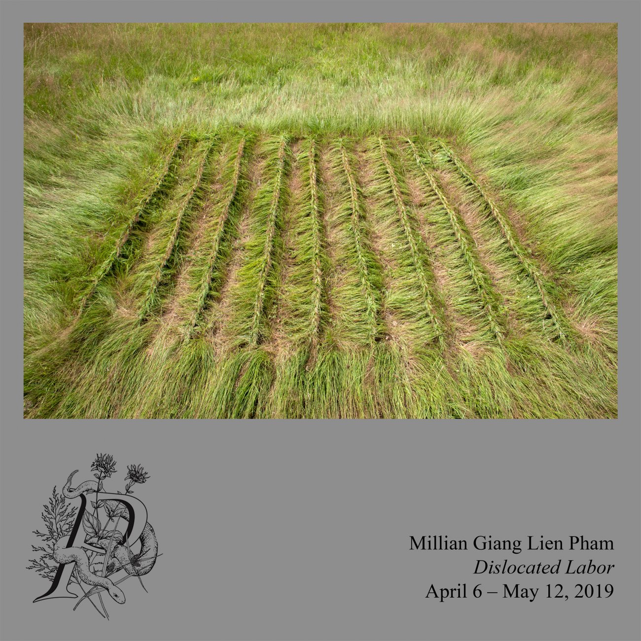 Image of a field of grass, the grass has been braided in vertical rows, creating a square.